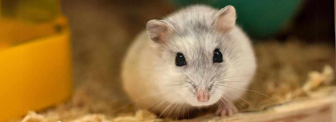 Grauer Hamster mit schwarzen Augen