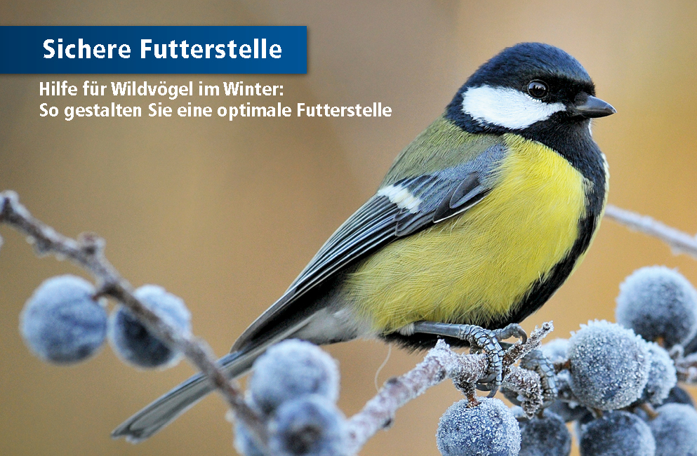 Kohlmeise sitzt auf Frostbedecktem Ast mit Beeren