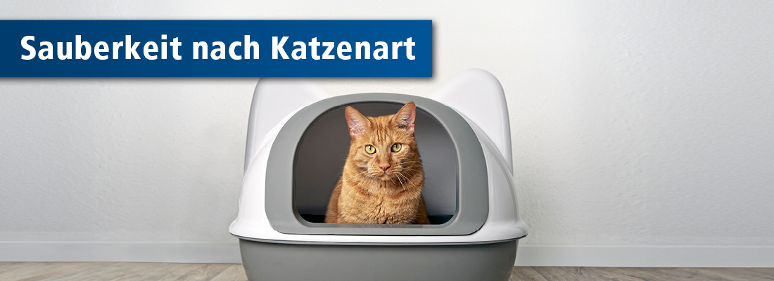 Katze auf Katzentoilette